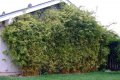 Bambusa glaucescens - golden goddess - bambous non-traçant exotique plein soleil 3-4m